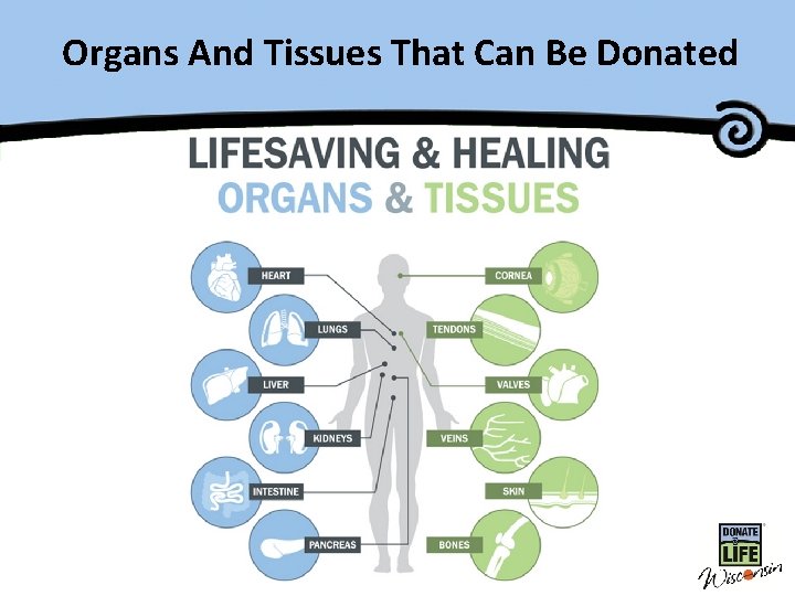 Organs And Tissues That Can Be Donated Master Title 