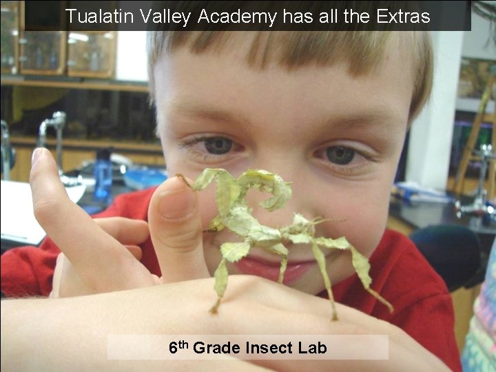 Tualatin Valley Academy has all the Extras 6 th Grade Insect Lab 