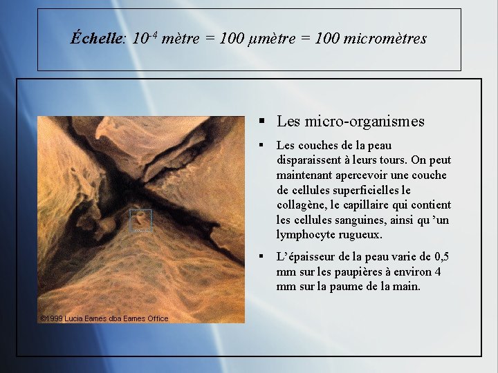 Échelle: 10 -4 mètre = 100 µmètre = 100 micromètres § Les micro-organismes §