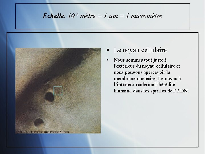 Échelle: 10 -6 mètre = 1 µm = 1 micromètre § Le noyau cellulaire