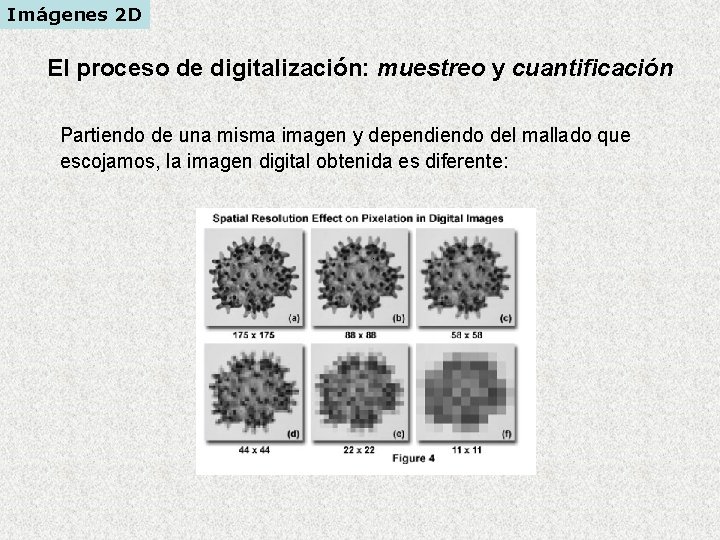 Imágenes 2 D El proceso de digitalización: muestreo y cuantificación Partiendo de una misma Imágenes 2 D El proceso de digitalización: muestreo y cuantificación Partiendo de una misma