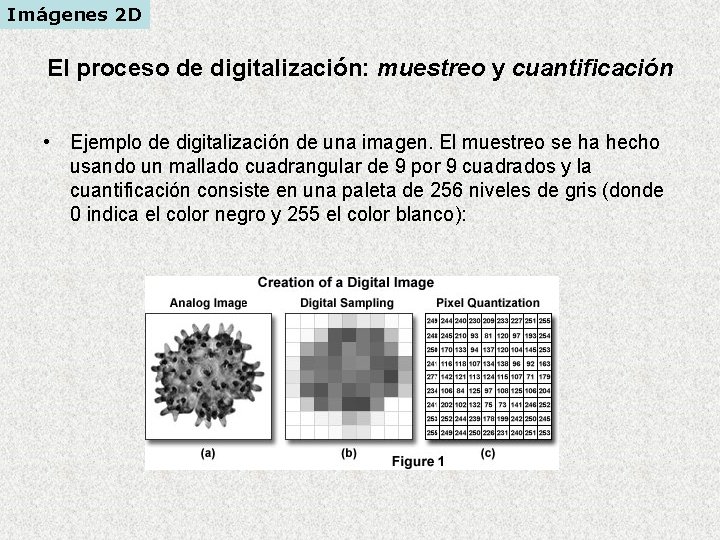 Imágenes 2 D El proceso de digitalización: muestreo y cuantificación • Ejemplo de digitalización Imágenes 2 D El proceso de digitalización: muestreo y cuantificación • Ejemplo de digitalización
