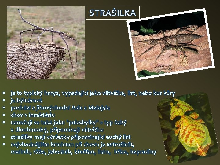 STRAŠILKA je to typický hmyz, vypadající jako větvička, list, nebo kus kůry je býložravá