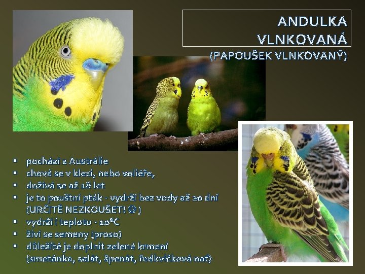 ANDULKA VLNKOVANÁ (PAPOUŠEK VLNKOVANÝ) § § § § pochází z Austrálie chová se v