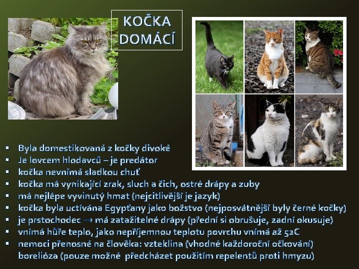 KOČKA DOMÁCÍ § § § § § Byla domestikovaná z kočky divoké Je lovcem