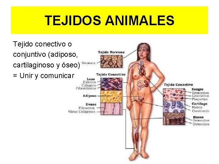 TEJIDOS ANIMALES Tejido conectivo o conjuntivo (adiposo, cartilaginoso y óseo) = Unir y comunicar