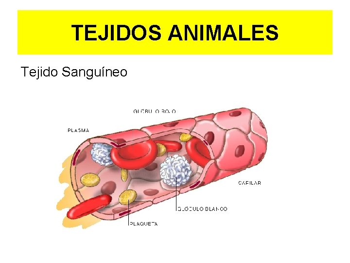 TEJIDOS ANIMALES Tejido Sanguíneo 