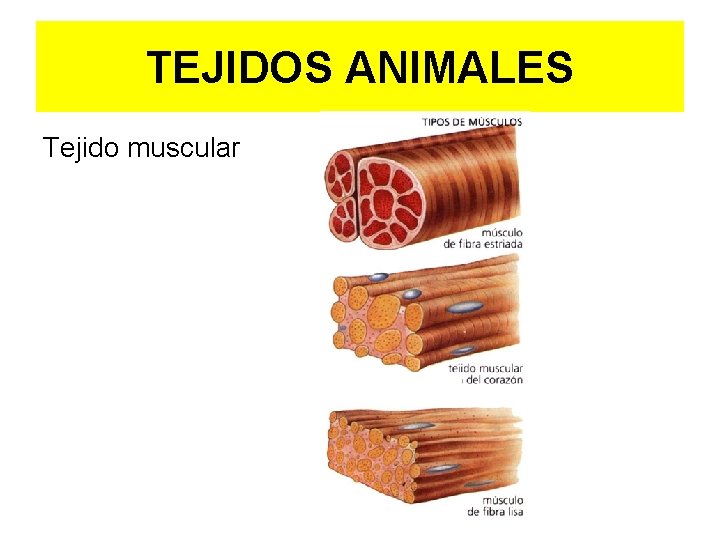 TEJIDOS ANIMALES Tejido muscular 