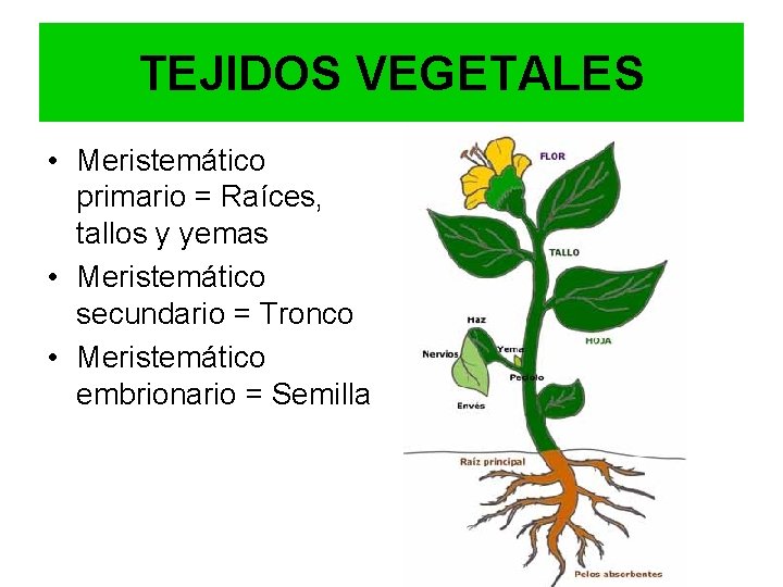 TEJIDOS VEGETALES • Meristemático primario = Raíces, tallos y yemas • Meristemático secundario =