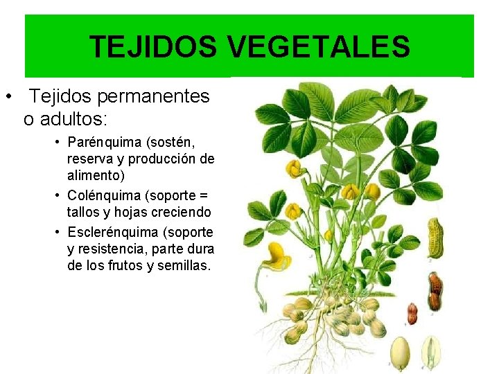 TEJIDOS VEGETALES • Tejidos permanentes o adultos: • Parénquima (sostén, reserva y producción de