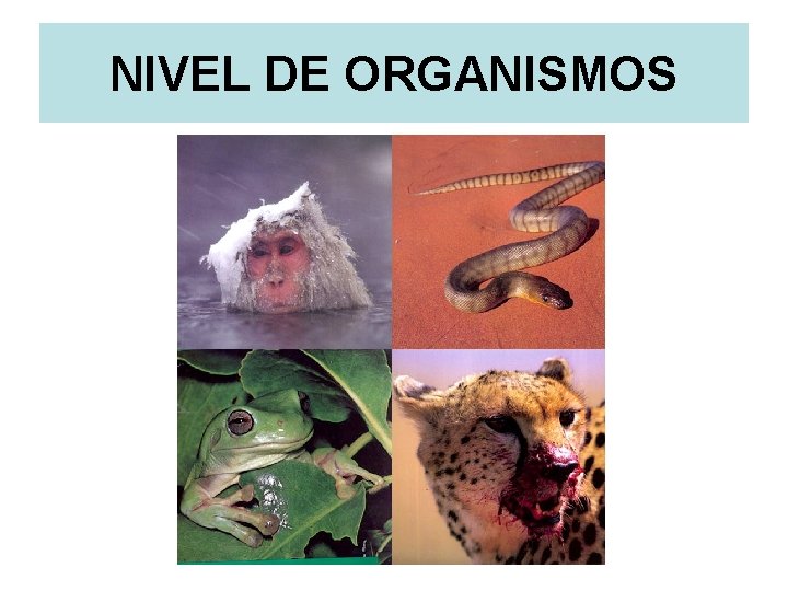 NIVEL DE ORGANISMOS 