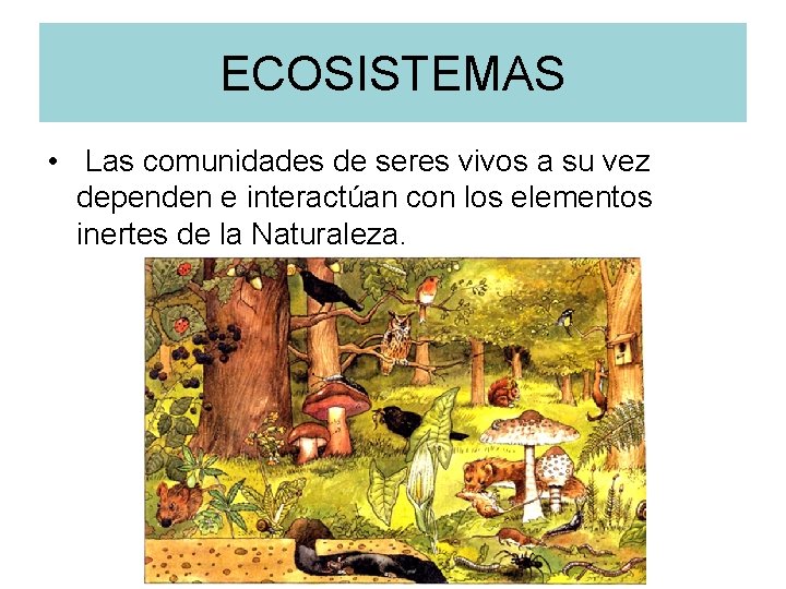 ECOSISTEMAS • Las comunidades de seres vivos a su vez dependen e interactúan con