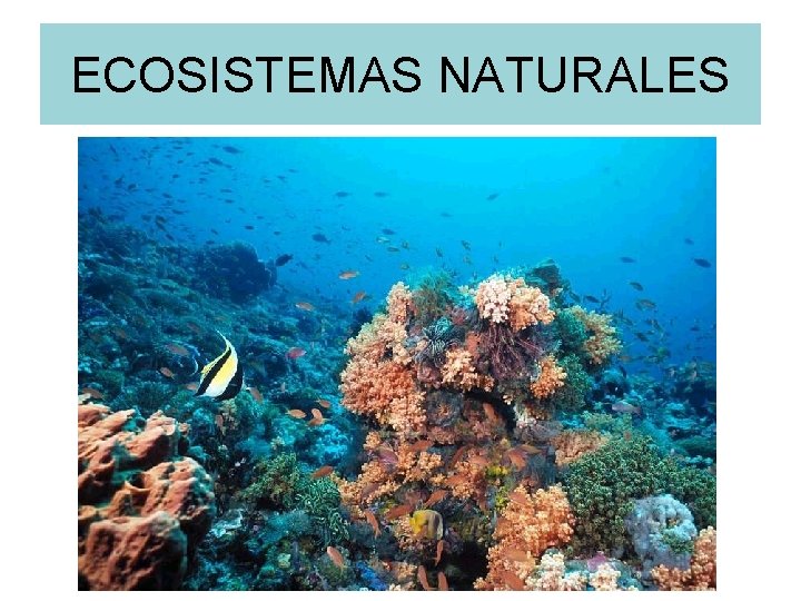 ECOSISTEMAS NATURALES 