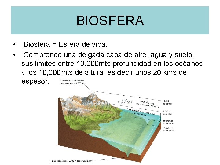 BIOSFERA • • Biosfera = Esfera de vida. Comprende una delgada capa de aire,