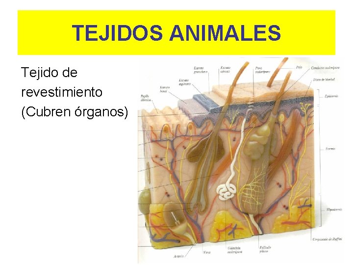 TEJIDOS ANIMALES Tejido de revestimiento (Cubren órganos) 