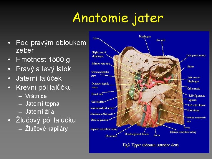 Anatomie jater • Pod pravým obloukem žeber • Hmotnost 1500 g • Pravý a