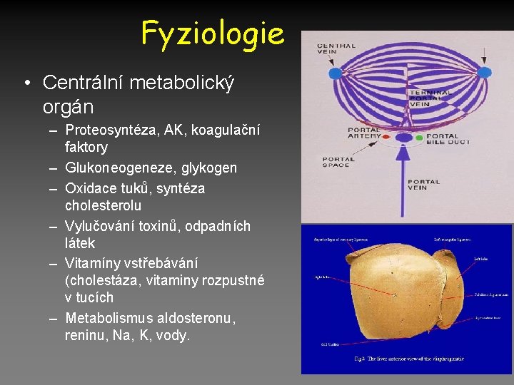 Fyziologie • Centrální metabolický orgán – Proteosyntéza, AK, koagulační faktory – Glukoneogeneze, glykogen –