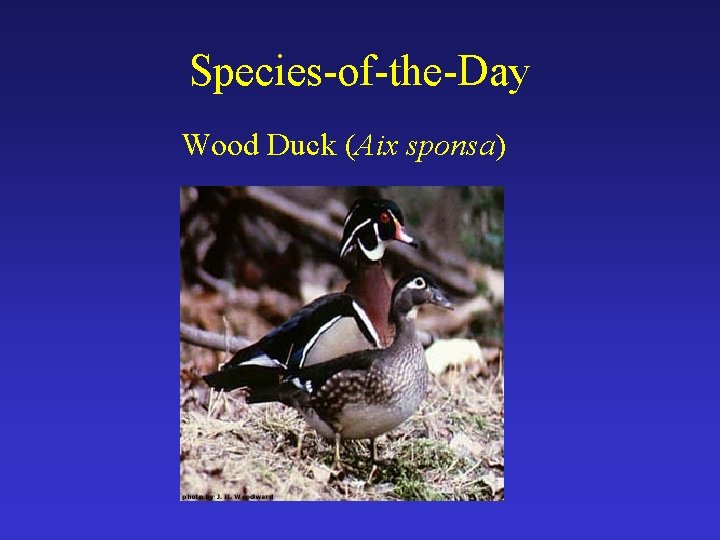 Species-of-the-Day Wood Duck (Aix sponsa) 