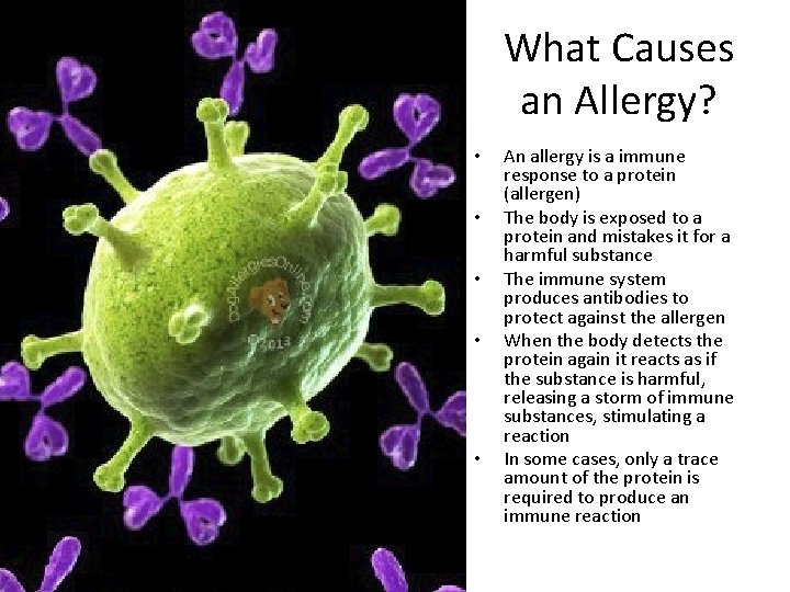 What Causes an Allergy? • • • An allergy is a immune response to