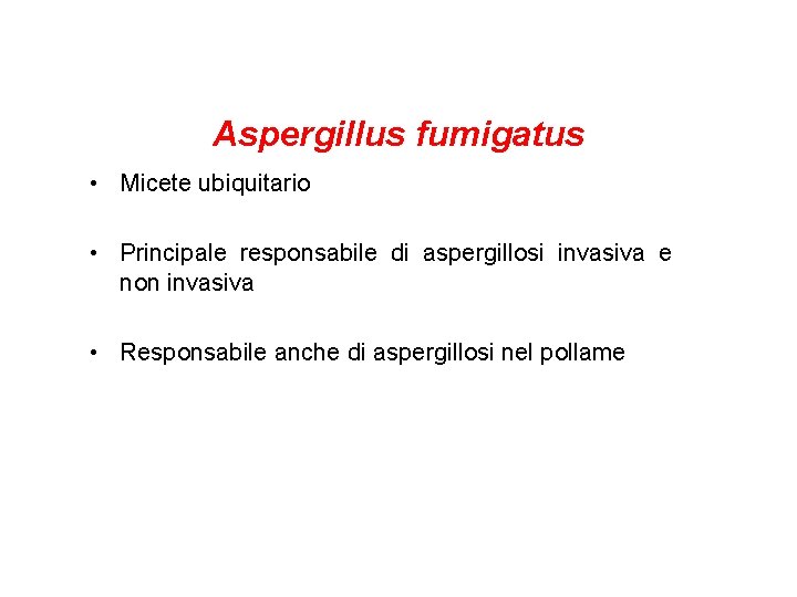 Aspergillus fumigatus • Micete ubiquitario • Principale responsabile di aspergillosi invasiva e non invasiva