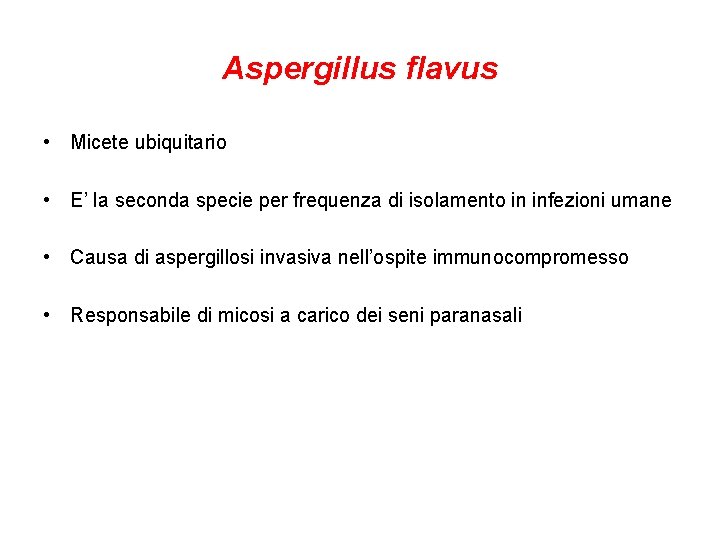 Aspergillus flavus • Micete ubiquitario • E’ la seconda specie per frequenza di isolamento