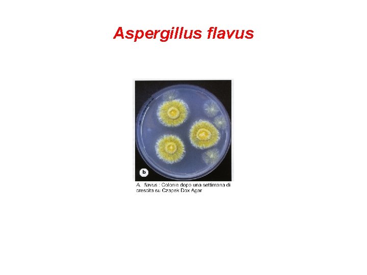Aspergillus flavus 