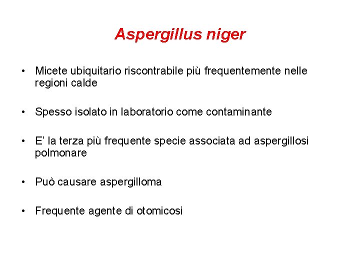 Aspergillus niger • Micete ubiquitario riscontrabile più frequentemente nelle regioni calde • Spesso isolato