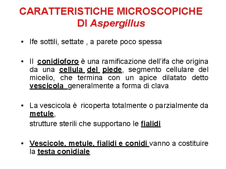 CARATTERISTICHE MICROSCOPICHE DI Aspergillus • Ife sottili, settate , a parete poco spessa •