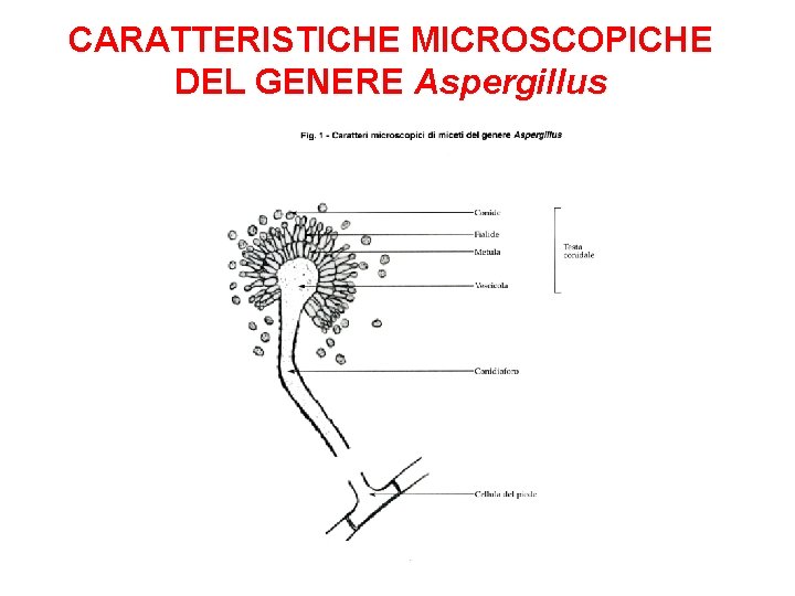 CARATTERISTICHE MICROSCOPICHE DEL GENERE Aspergillus 