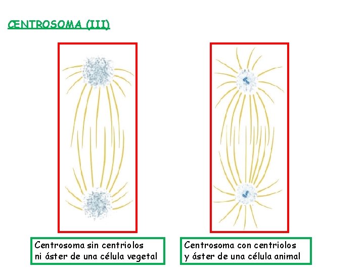 CENTROSOMA (III) Centrosoma sin centriolos ni áster de una célula vegetal Centrosoma con centriolos