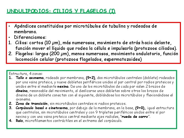 UNDULIPODIOS: CILIOS Y FLAGELOS (I) • Apéndices constituidos por microtúbulos de tubulina y rodeados