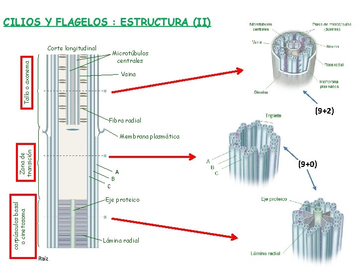 CILIOS Y FLAGELOS : ESTRUCTURA (II) Corte longitudinal Tallo o axonema Microtúbulos centrales Vaina