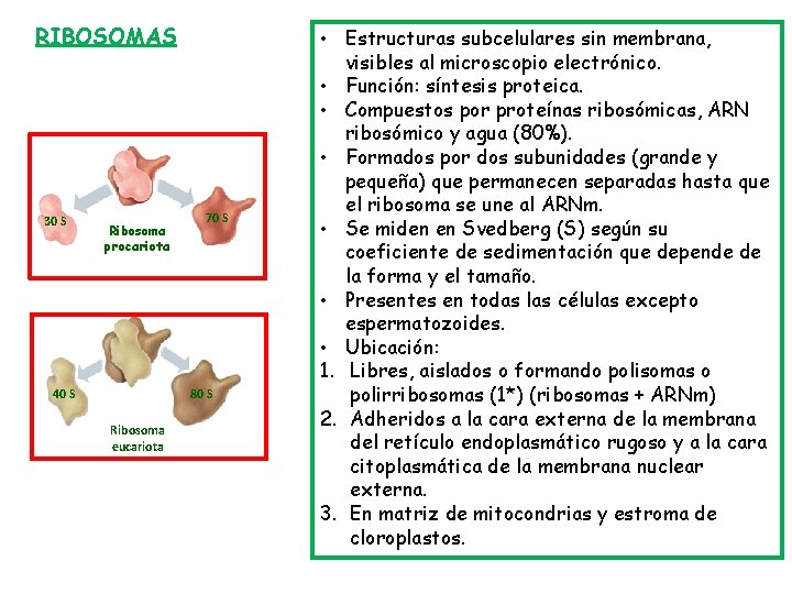 RIBOSOMAS 30 S Ribosoma procariota 40 S 70 S 80 S Ribosoma eucariota •