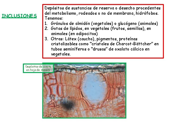 INCLUSIONES Depósitos de sustancias de reserva o desecho procedentes del metabolismo, rodeados o no