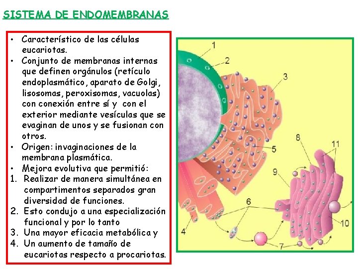 SISTEMA DE ENDOMEMBRANAS • Característico de las células eucariotas. • Conjunto de membranas internas