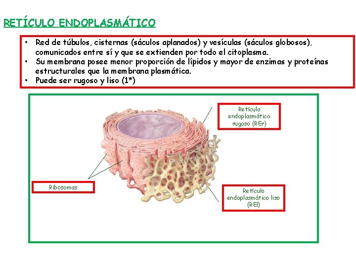 RETÍCULO ENDOPLASMÁTICO • • • Red de túbulos, cisternas (sáculos aplanados) y vesículas (sáculos