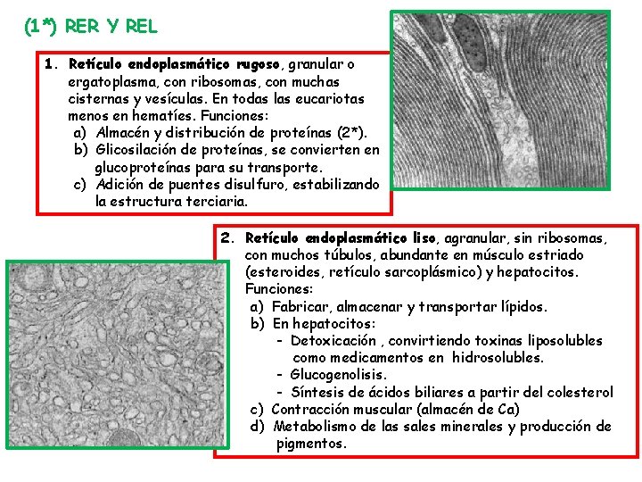 (1*) RER Y REL 1. Retículo endoplasmático rugoso, granular o ergatoplasma, con ribosomas, con