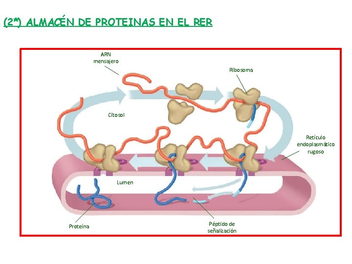 (2*) ALMACÉN DE PROTEINAS EN EL RER ARN mensajero Ribosoma Citosol Retículo endoplasmático rugoso