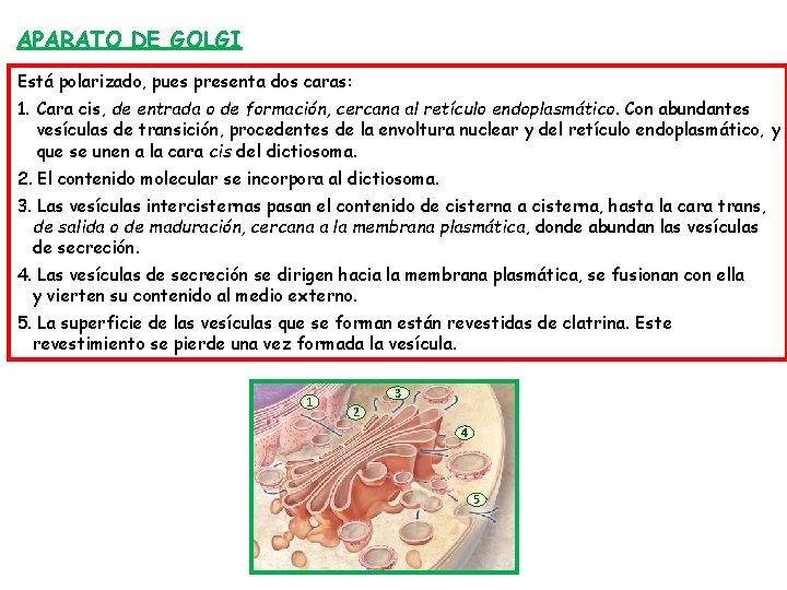 APARATO DE GOLGI Está polarizado, pues presenta dos caras: 1. Cara cis, de entrada