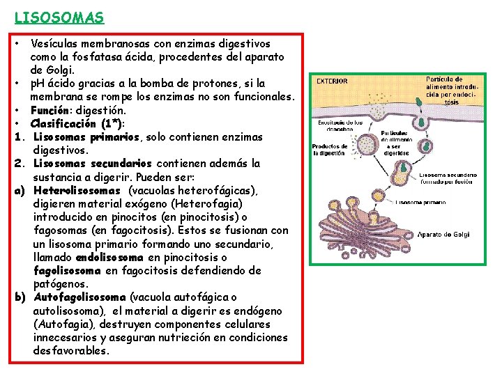 LISOSOMAS • • 1. 2. a) b) Vesículas membranosas con enzimas digestivos como la