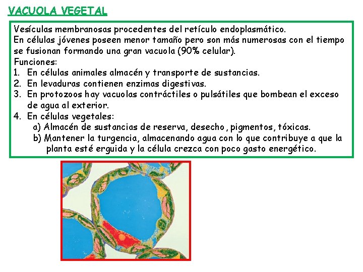 VACUOLA VEGETAL Vesículas membranosas procedentes del retículo endoplasmático. En células jóvenes poseen menor tamaño