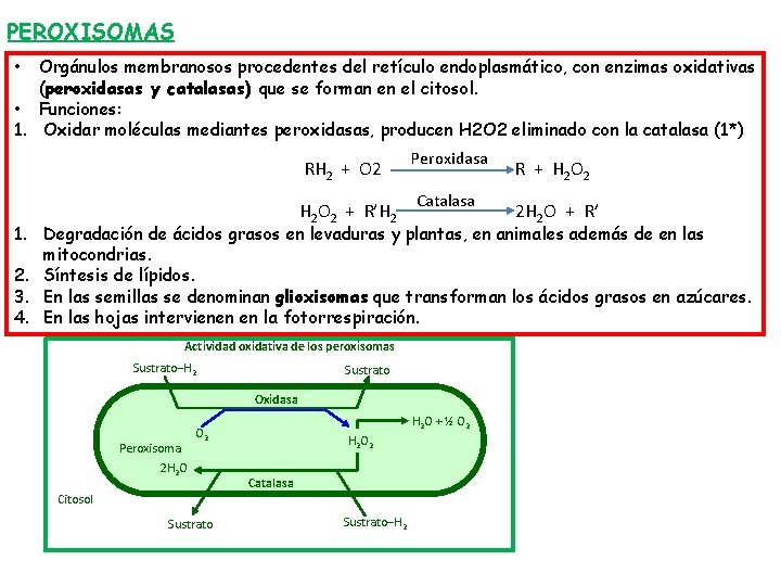 PEROXISOMAS Orgánulos membranosos procedentes del retículo endoplasmático, con enzimas oxidativas (peroxidasas y catalasas) que