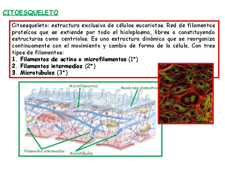 CITOESQUELETO Citoesqueleto: estructura exclusiva de células eucariotas. Red de filamentos proteícos que se extiende