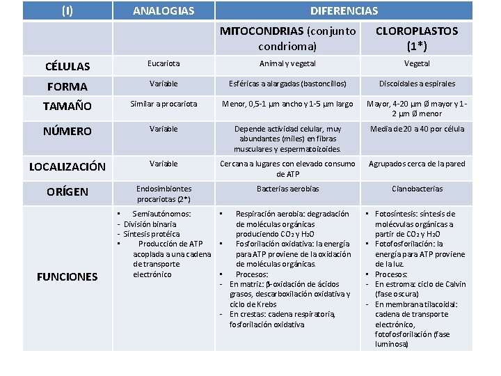 (I) ANALOGIAS DIFERENCIAS MITOCONDRIAS (conjunto condrioma) CLOROPLASTOS (1*) CÉLULAS Eucariota Animal y vegetal Vegetal