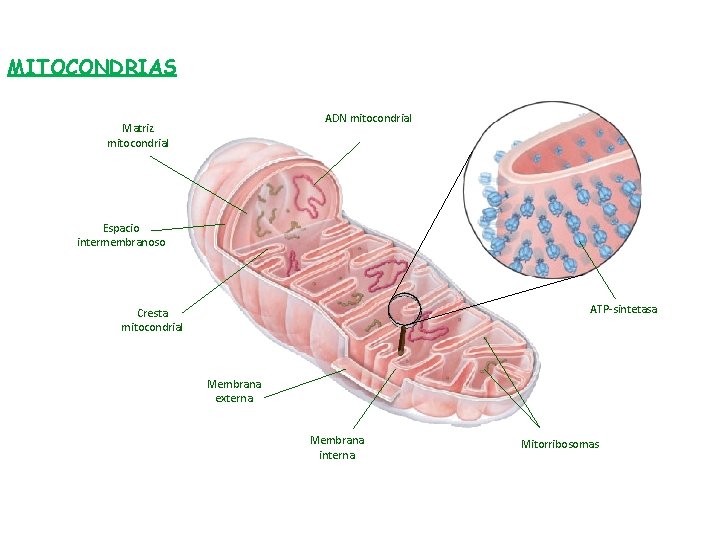 MITOCONDRIAS ADN mitocondrial Matriz mitocondrial Espacio intermembranoso ATP-sintetasa Cresta mitocondrial Membrana externa Membrana interna