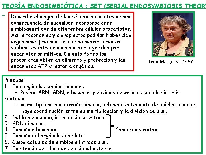 TEORÍA ENDOSIMBIÓTICA : SET (SERIAL ENDOSYMBIOSIS THEORY Describe el orígen de las células eucarióticas