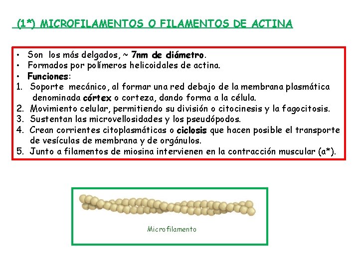 (1*) MICROFILAMENTOS O FILAMENTOS DE ACTINA • • • 1. 2. 3. 4. 5.