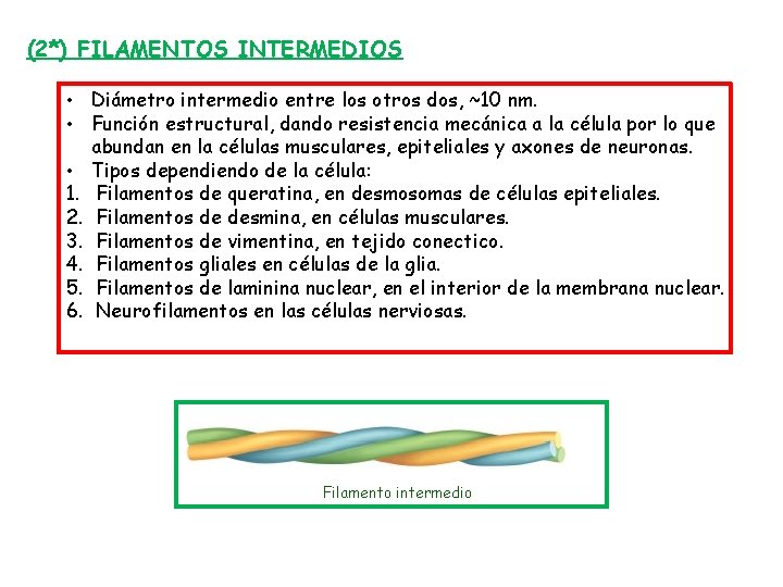 (2*) FILAMENTOS INTERMEDIOS • Diámetro intermedio entre los otros dos, ~10 nm. • Función