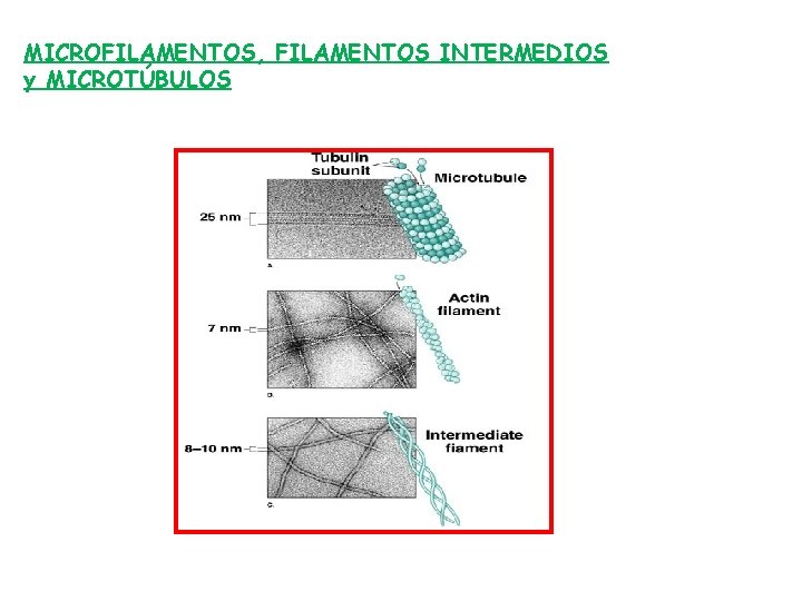 MICROFILAMENTOS, FILAMENTOS INTERMEDIOS y MICROTÚBULOS 