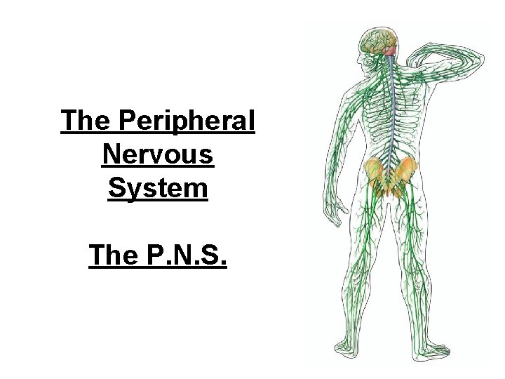 The Peripheral Nervous System The P. N. S. 